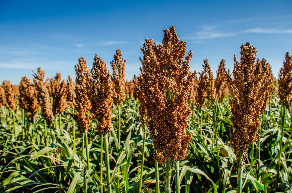 Time running out for sorghum in the north
