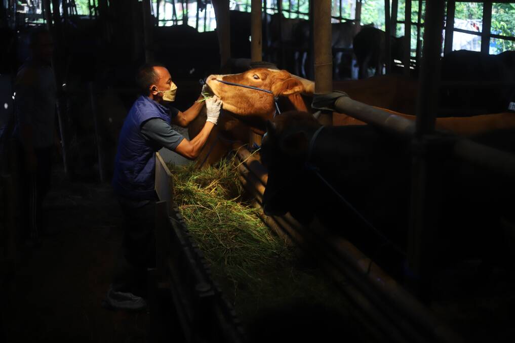 The detection of foot and mouth disease in Bali is extremely concerning for the Australian agricultural sector. Photo by Shutterstock/Wulandari Wulandari