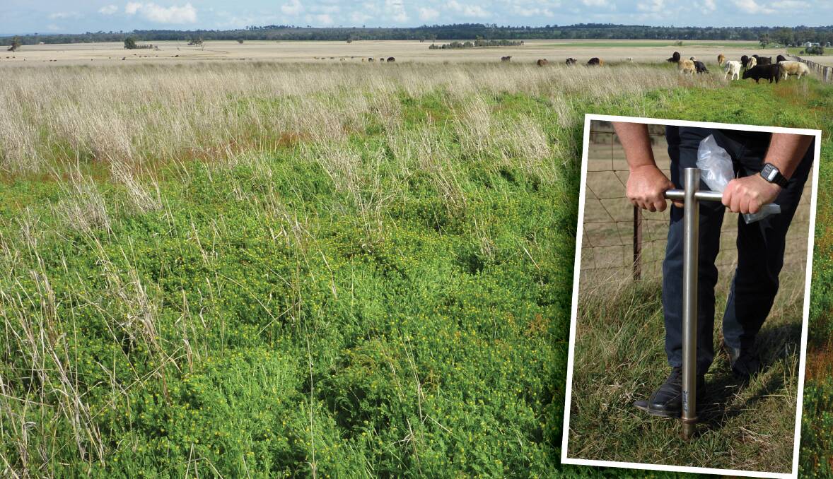 Serradella, a pasture species that can perform at maximum production, at much lower soil phosphorus levels than species like sub clover. (Inset) Dr Richard Simpson, sampling soil for phosphorus analysis.