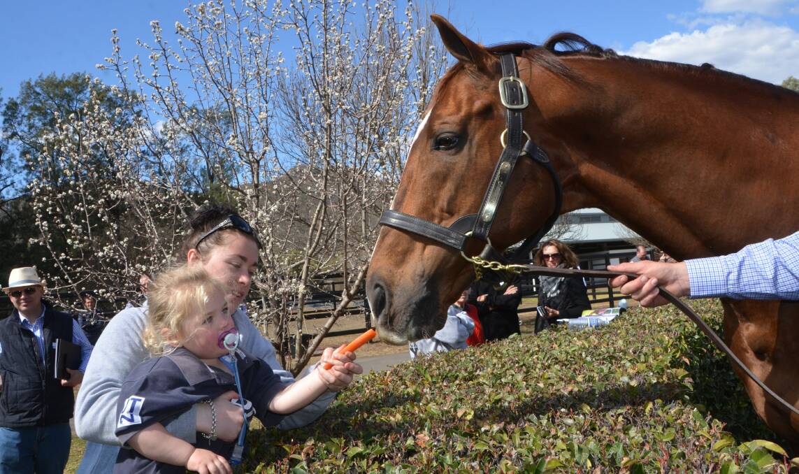 Sebring enjoys his carrot from two-year-old Aubree Walters with her Mum Nadine Glawson at Widden Stud’s stallion parade in August 2018.