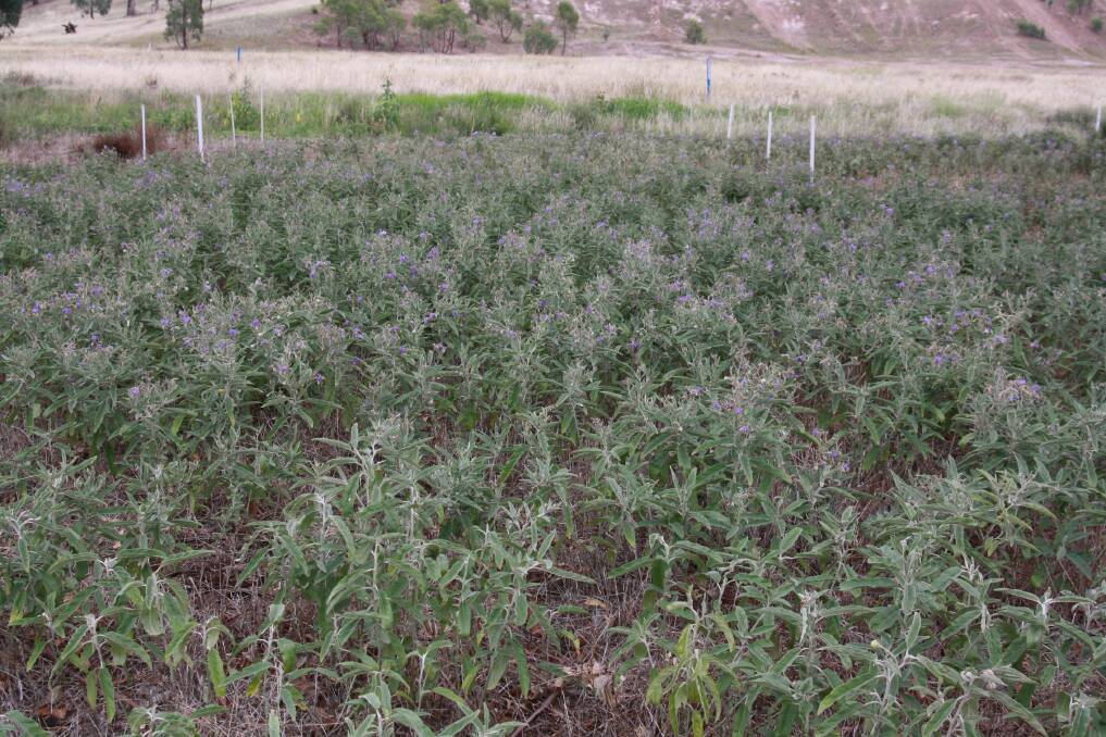 Take A Two Pronged Attack Against Silverleaf Nightshade The Land Nsw