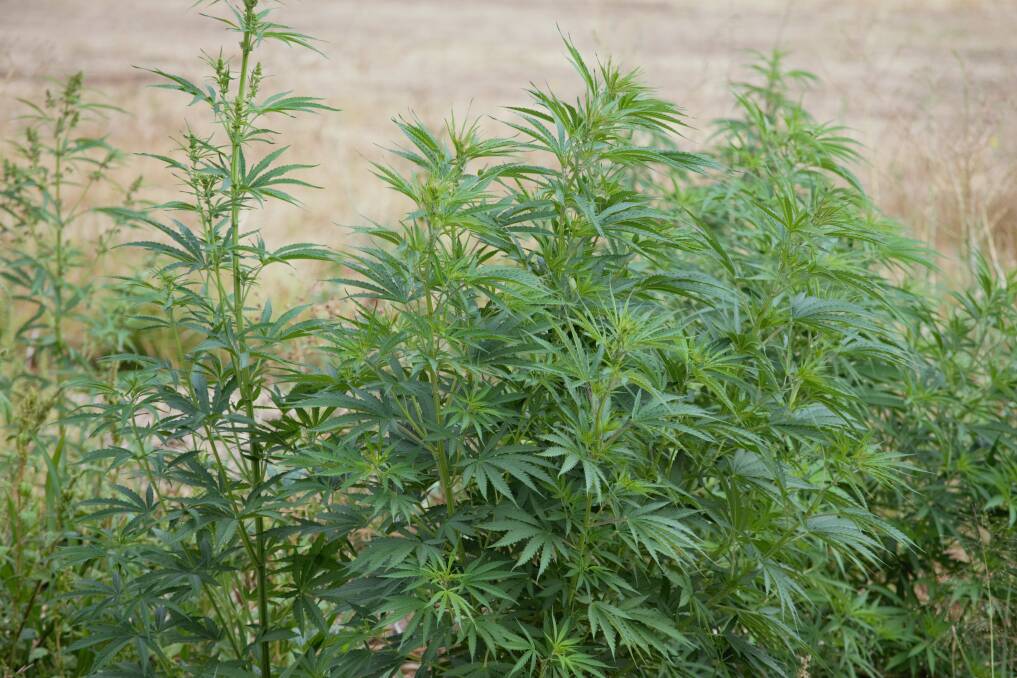 CLI has expanded into growing hemp on a trial farm in Oregon. The farm is mainly a showcase for its technology, but it also aims to make a profit from the crop.