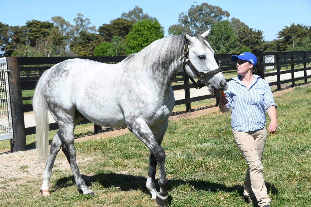 Jess Galvin with handsome Tapit shuttle stallion Frosted, who loves his carrot at Godolphin's Darley operation at Northwood Park, Victoria. Photo Virginia Harvey