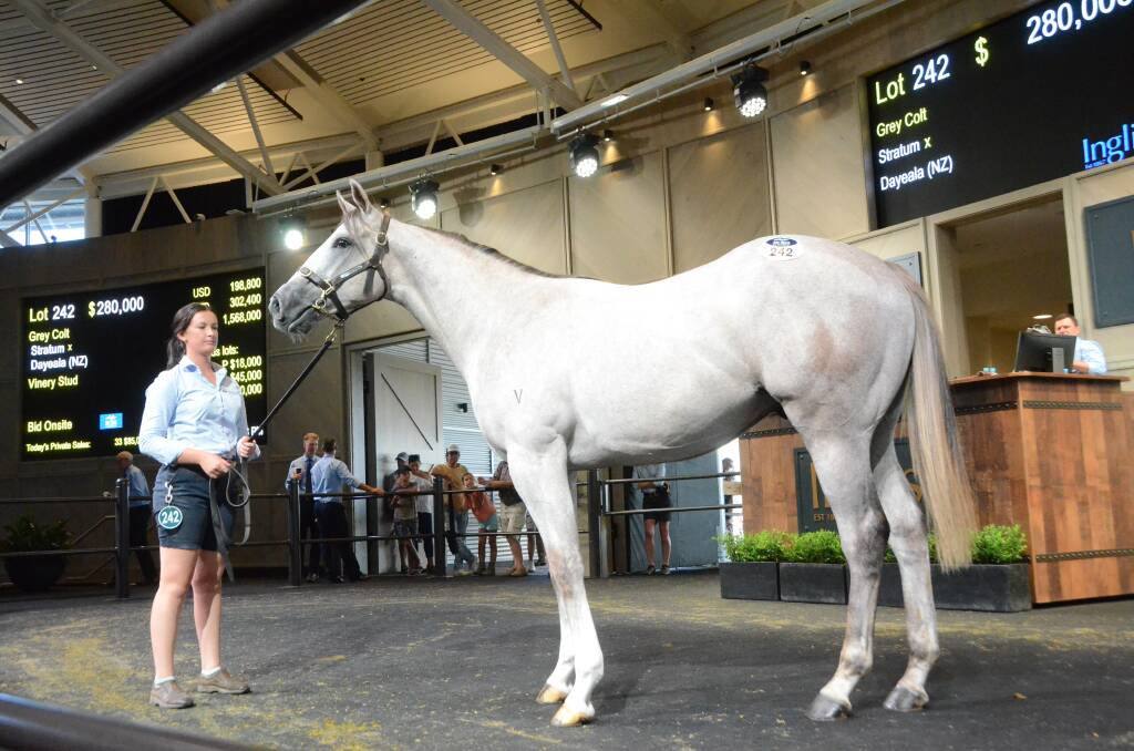 Groom April Langridge with the now named two-year-old Much Much Better (by Stratum) which sold from Vinery Stud, Scone, for $280,000 at last year's Inglis Classic Yearling Sale. Photos by Virginia Harvey