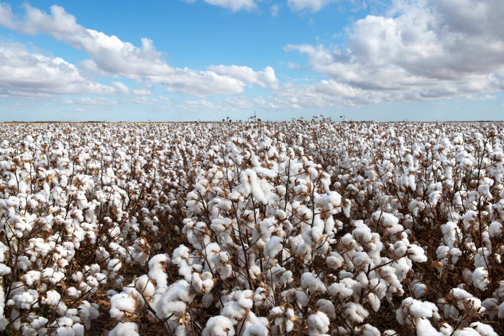 It is not only Australia facing a lower cotton crop next season - Rabobank anticipates tighter US margins.