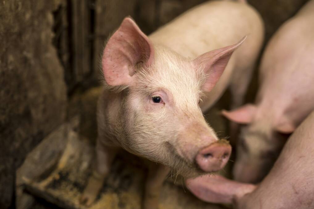 Keep African Swine Fever at bay