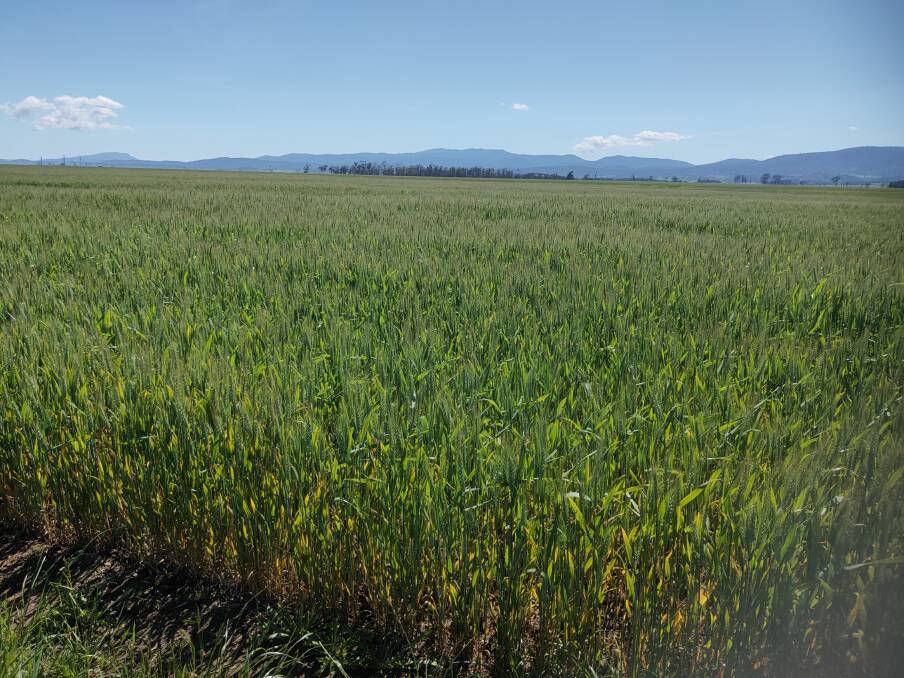 Wheat, early November 2022, is one of many crops sown later than normal because conditions were too wet during the mid-period of the normal sowing window. Picture supplied