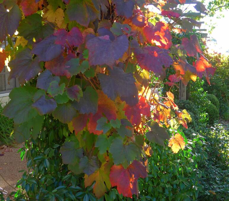 Ornamental grape leaves change colour as nights cool and hang on for many weeks.