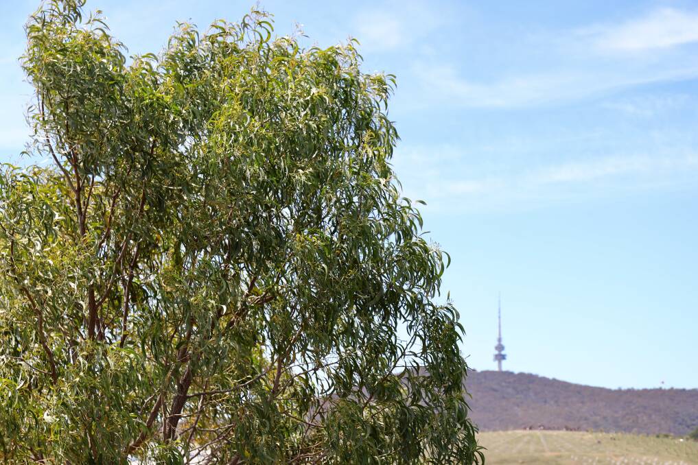 John Carter says the Canberra fire disaster of 2003 has apparently been forgotten, as they continue to plant explosive eucalyptus trees. Photo by Shutterstock.