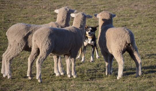 Trans-Tasman sheepdogs set for battle