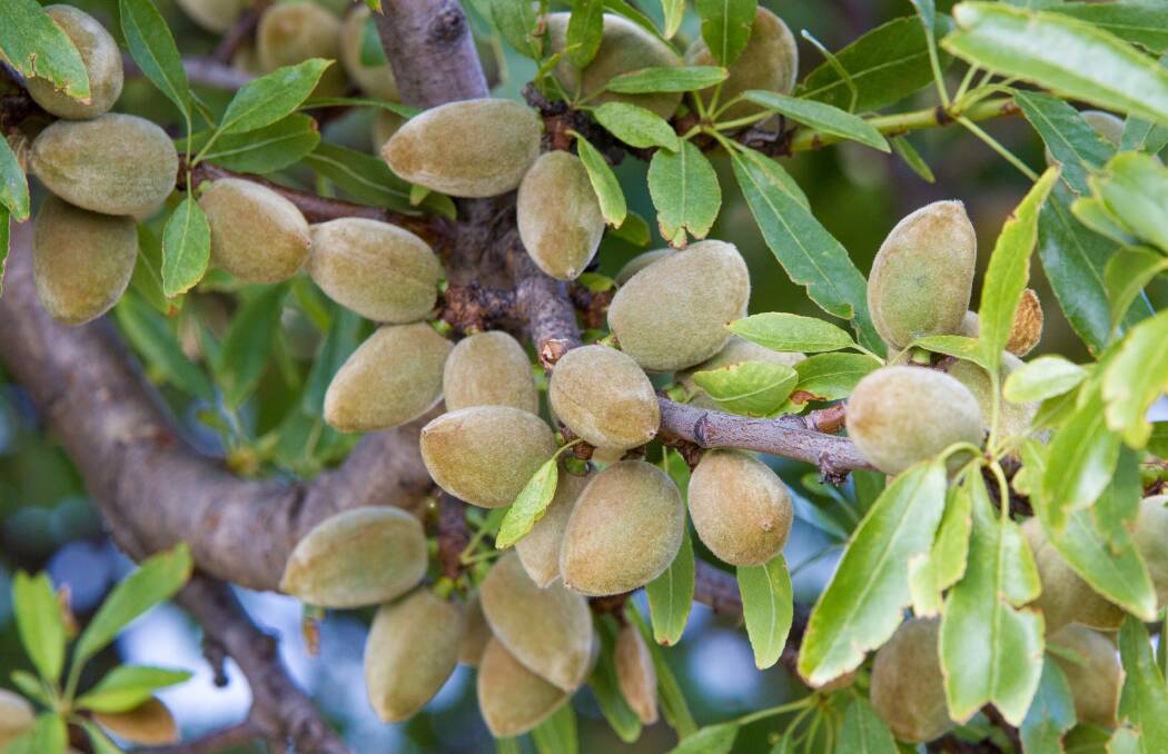 Select Harvests was able to get the minimum number of beehives it needed to pollinate all its Australian almond orchards. Photo: Shutterstock/Andrew Balcombe