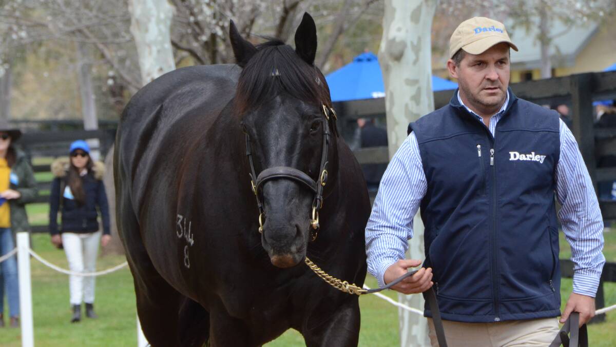 Still a favourite with thoroughbred lovers is Lonhro, with groom Dean Griesheimer at Godophin’s Kelvinside, Aberdeen. The 20-year-old stallion has two fillies qualified for the 2019 Golden Slipper. Photos Virginia Harvey