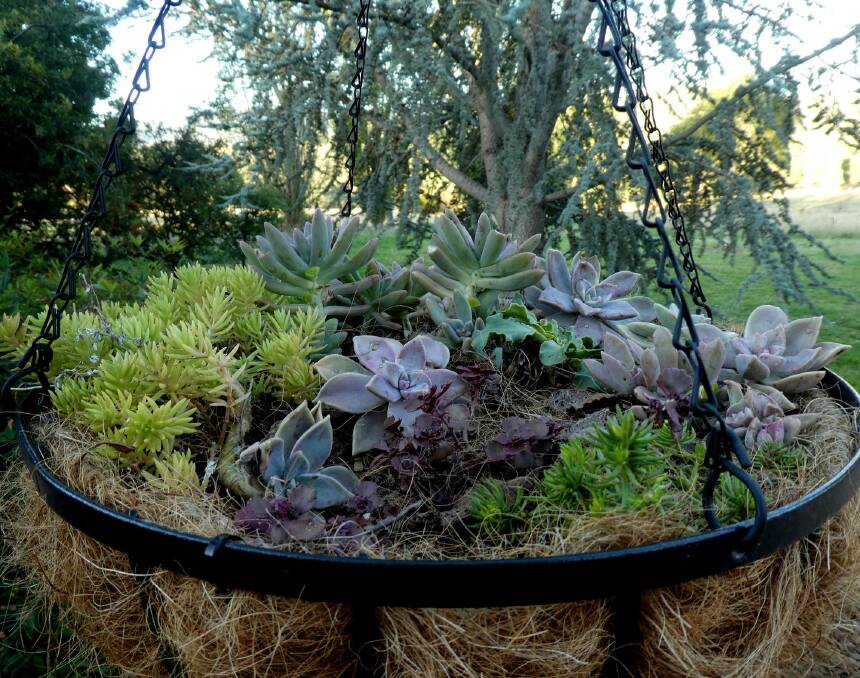 Succulents in hanging baskets only need watering every two-three weeks in good quality potting mix.