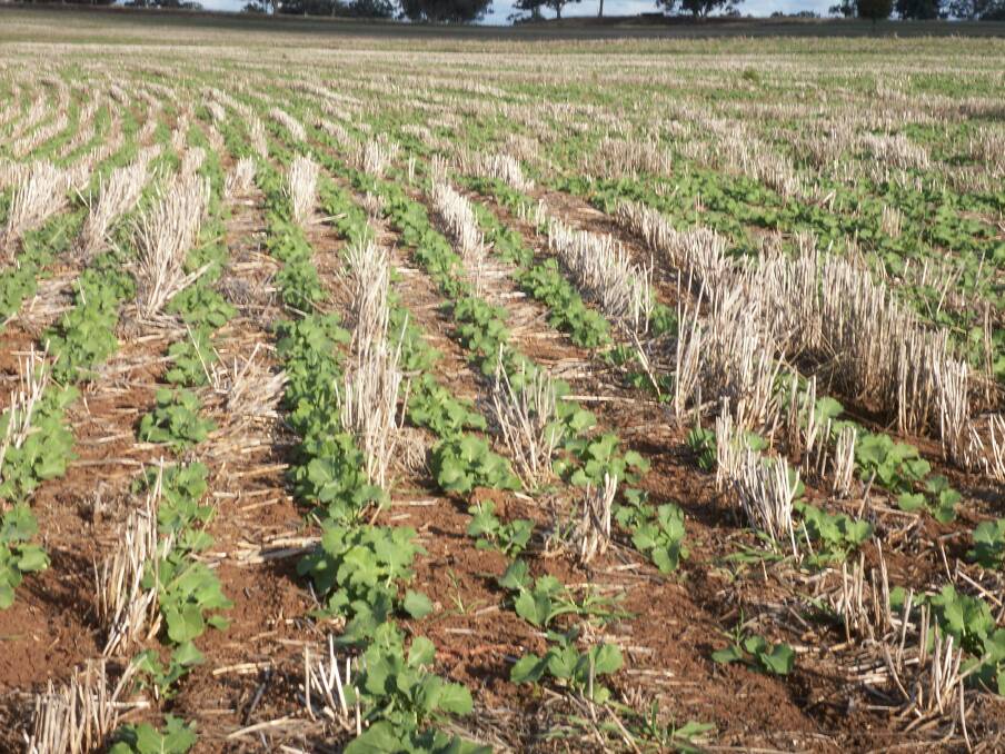 Zero till canola with stubble retention, part of a sustainable well managed farming system.