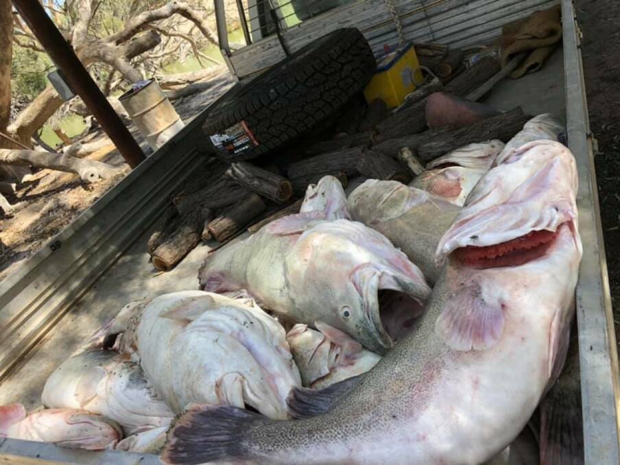 Dead Murray cod are tossed in the back of a ute, victims of a massive fish kill at Menindee Lakes.