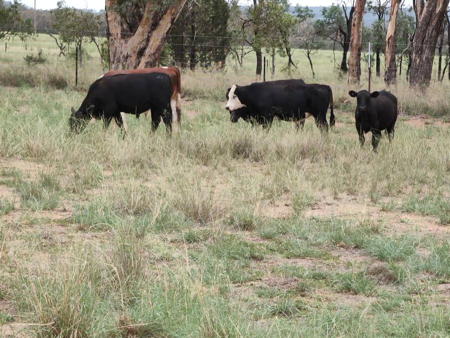 Steers doing well in early February this year prior to drought breaking rains. Quality of all grasses, including African lovegrass, depends to a large degree on soil fertility as well as stock management.