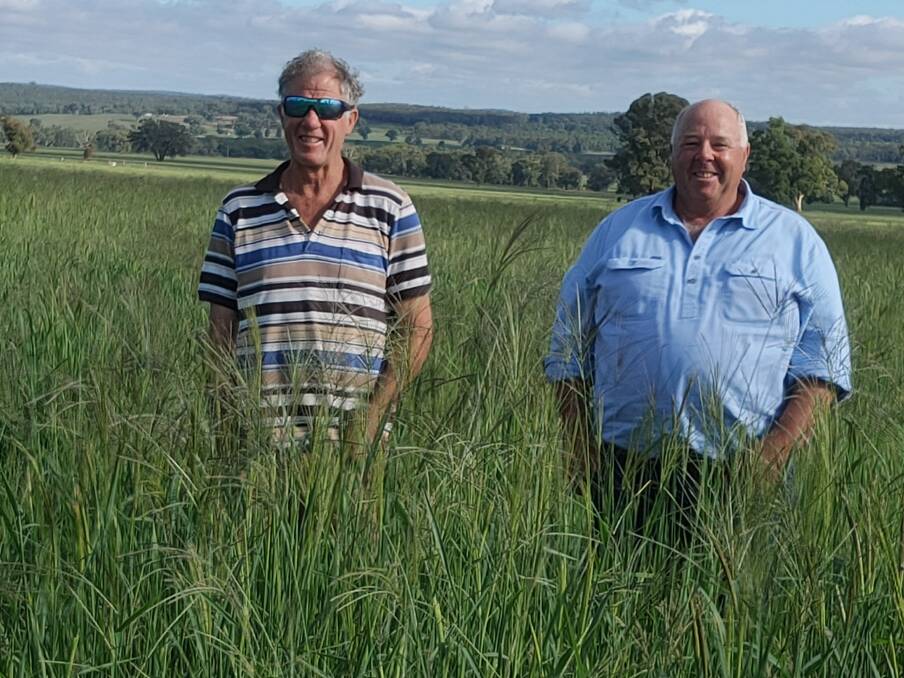 Bill and Aussie Brewis, in a tropical grass pasture on Bill's Coolah district property his family recently purchased.