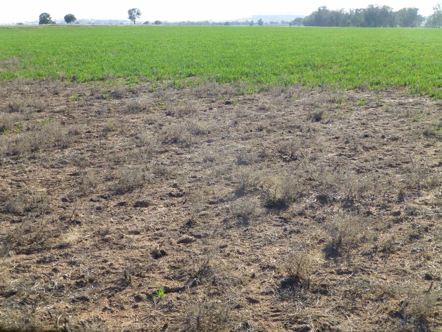 Poor weed control can cost crop yields dearly. In the foreground, crop establishment failure in 2018 where fleabane weed patches were not controlled adequately by herbicide.