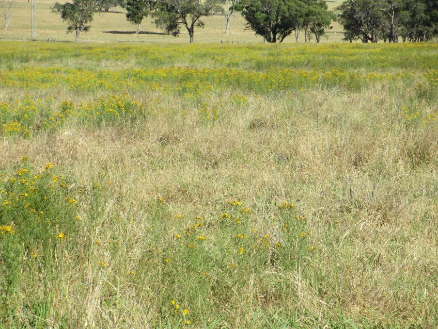 Missing the odd St Johns wort plant can lead to infestations like this within a year or two, badly reducing pasture growth. Picture supplied