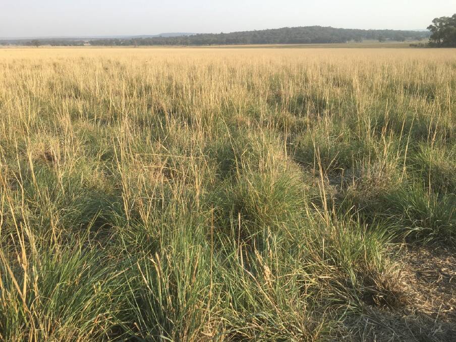 An October 23, 2019 view of rapid recovery after a rain event, in a long living Consol lovegrass stand on Anthony and Heidi Ord's property "Marombi" Coolah. Photo by Heidi Ord.