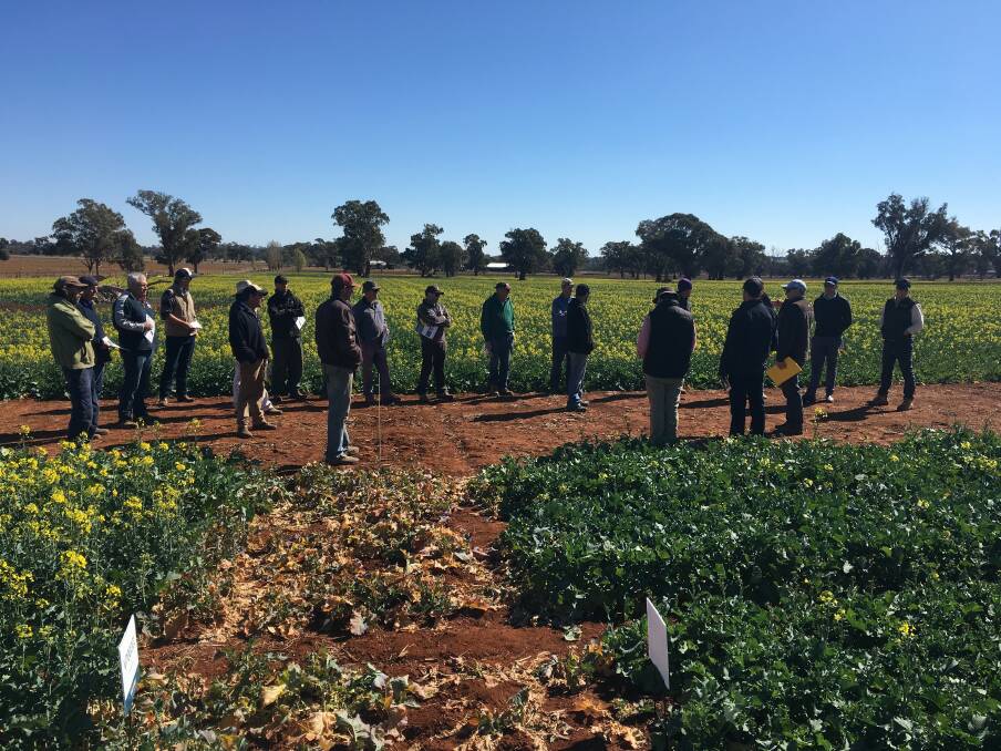 Growers, agronomists and merchants have been heading out into the field to inspect the conditions of canola crops across NSW.
