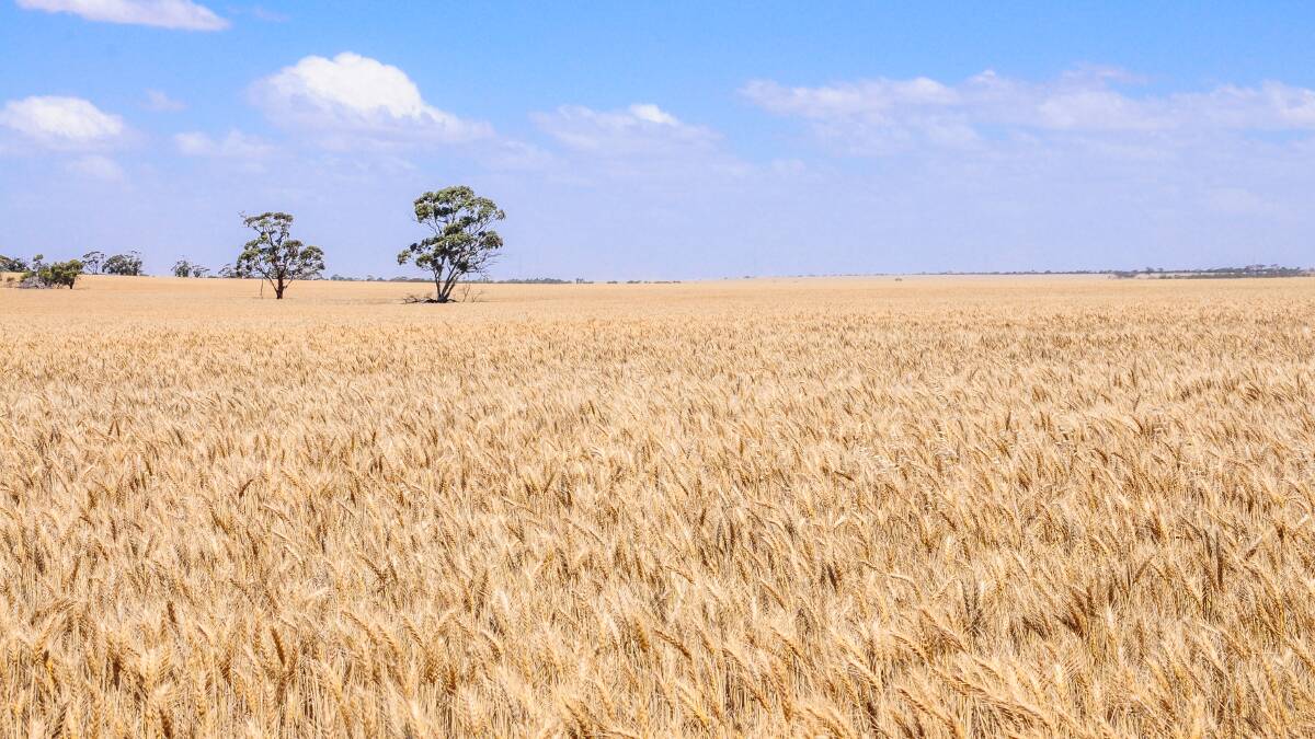The quality of the harvested grain post these rain events has been variable depending on location and crop maturity. Picture via Shutterstock