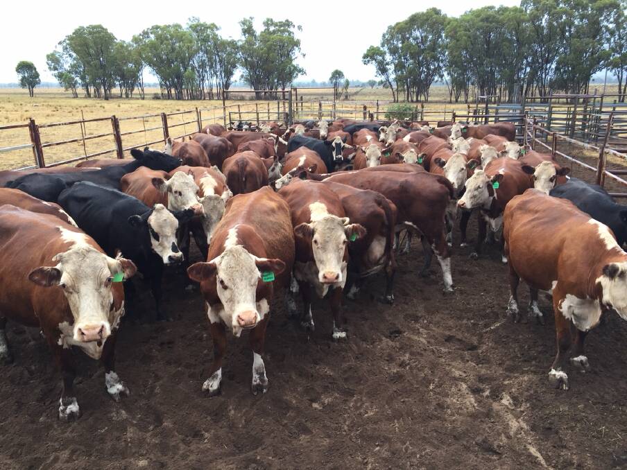 The property is now destocked, the last 46 cows and calves were sold in good condition recently.
