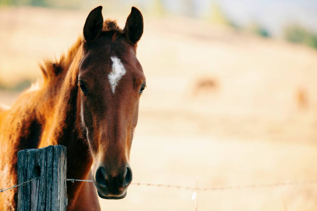 Horse traceability is a necessity