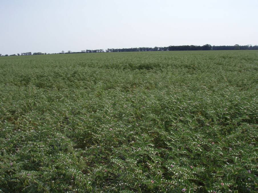 Considerable progress is occurring in breeding greater disease resistance into chickpea varieties, combined with yield gains and improved quality.