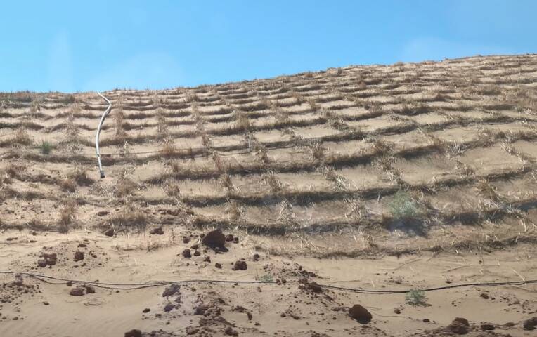Paul Niven says rehabilitating the sand dunes is horrendously labour intensive. Photo: Paul Niven.