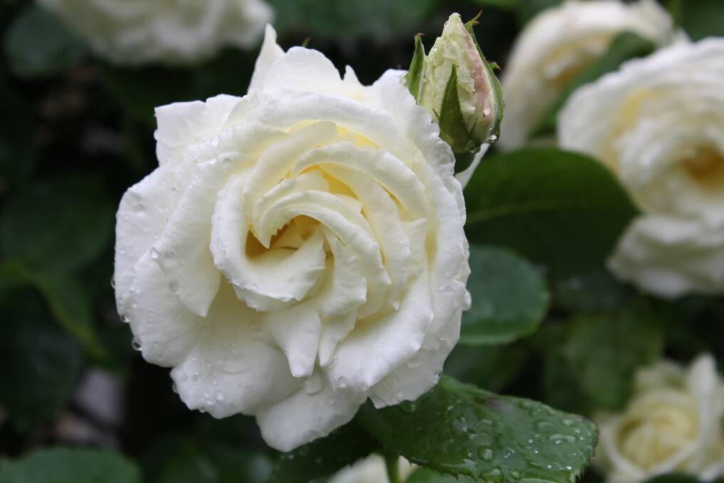 Something to look forward to - rose 'Paul's Lemon Pillar' flowers every spring in Fiona's garden.