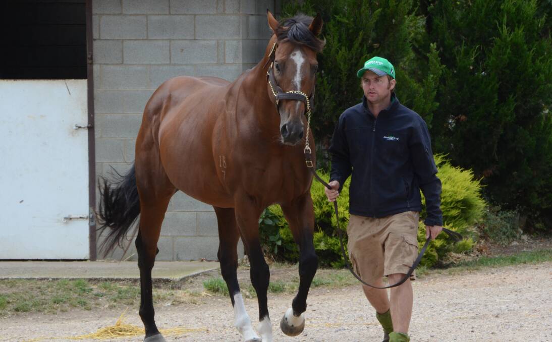 Tasmania’s leading young sire Needs Further (sire of Group 1 winner Mystic Journey and the Nichols’ $55,000 yearling) being paraded by David Wishaw at Armidale Stud at Carrick. Photos Virginia Harvey.