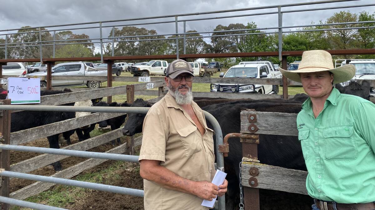 Vendor Peter Hemler, Braidwood, and Charlie Croker, Nutrien Goulburn, with a pen of PTIC Angus cowss which sold for 148 cents a kilogram, to return $740. Picture supplied