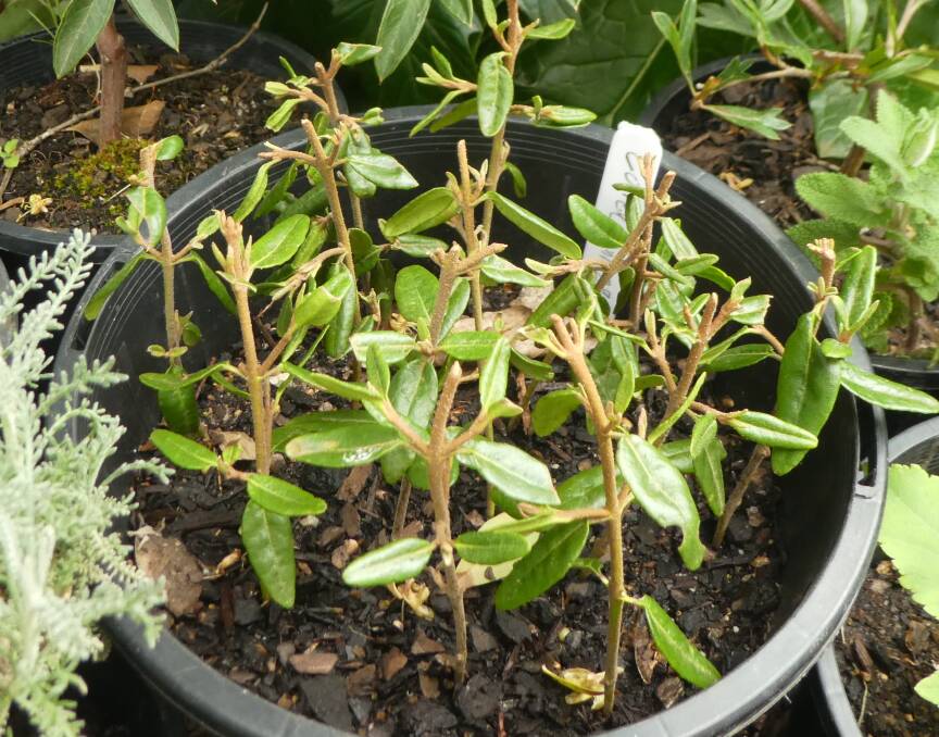 Tip cuttings of Correa pulchella taken now should be big enough to plant out by autumn.