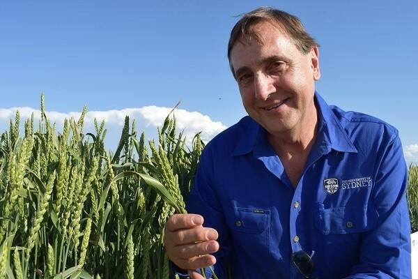 Dr Richard Trethowan out in the field at Narrabri. Picture supplied