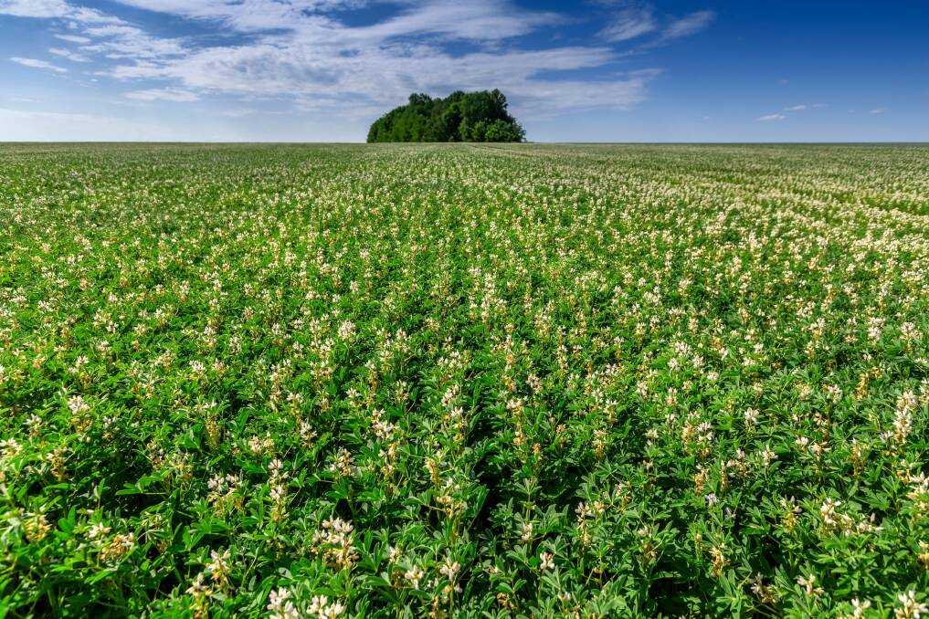 Wide Open Agriculture has developed protein for human consumption from lupins. Photo: Shutterstock