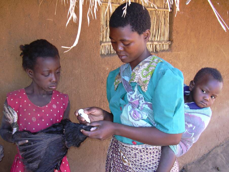 A community vaccinator tends to a bird in Malawi, 2006. Picture supplied