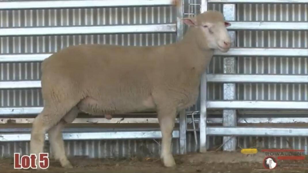 The top-priced ram, lot five (tag 60), made $3100 for Rowallan Poll Dorset Stud. Picture supplied
