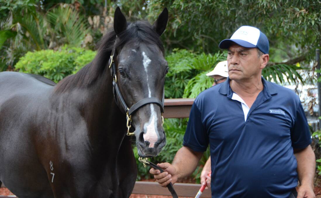 Patrick Adam of Widden Stud with the Medaglia d’Oro colt, from Peggy Jean, which sold for $1m at the Magic Millions Yearling Sale. Medaglia d’Oro was the leading sire by averages at the Gold Coast sale. Photo by Virginia Harvey