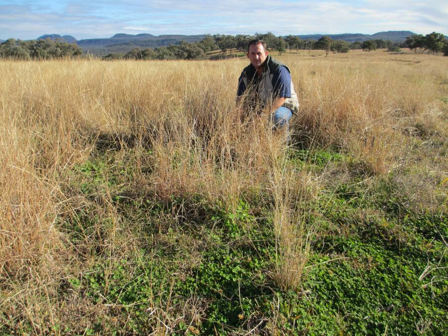 Coonabarabran fencing contractor and landholder Max Harris, checking good sub clover growth in a native grass pasture. Legumes, in addition to supplying quality winter feed, supply vital nitrogen to pasture grass components.