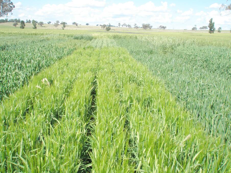 Winter crop species like oats and triticale have a good range of varieties with excellent tolerance to soil acidity. Even within species like wheat and barley some varieties have been release with good tolerance.