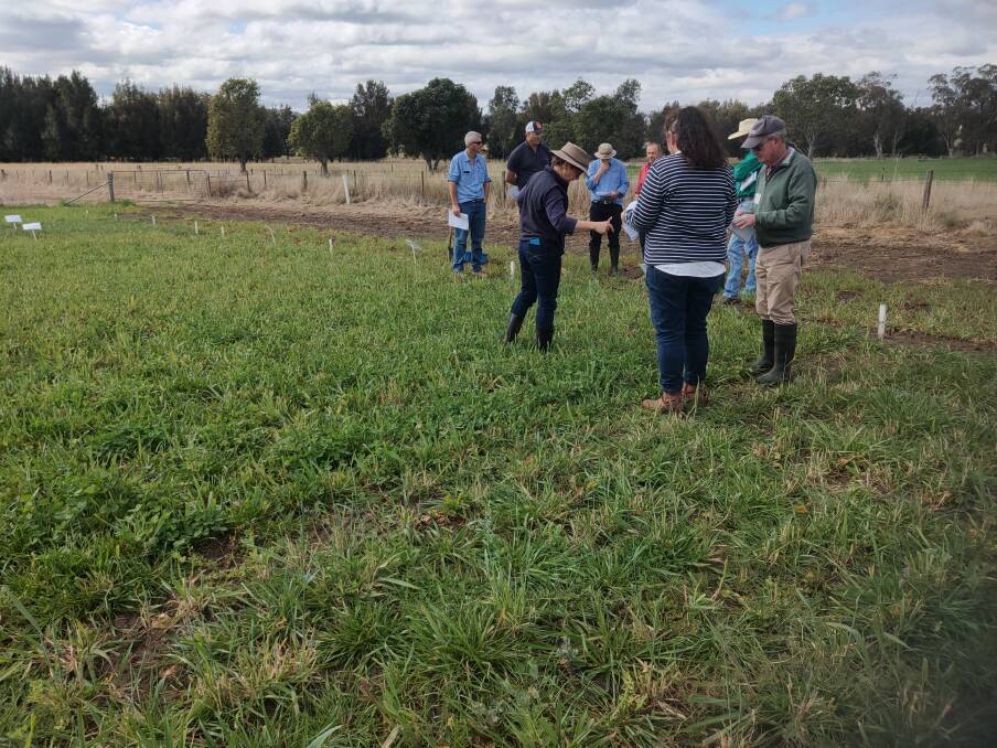 Agronomists and farmers in early August 2022 assessing one of the NSW DPI trials. This one at Tamworth compared single species against two or more species for grazing production.