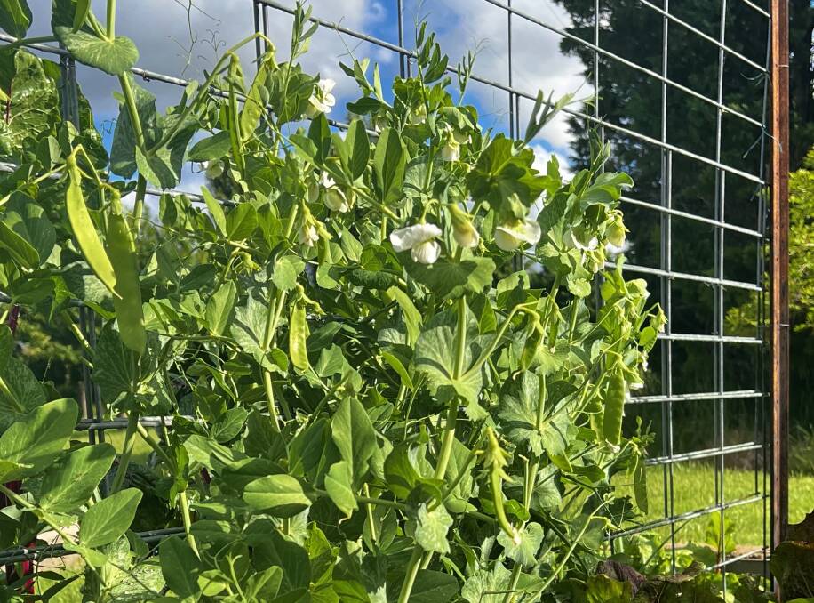 Snow peas seedlings planted in September were ready to harvest in mid-November. Photo: Supplied