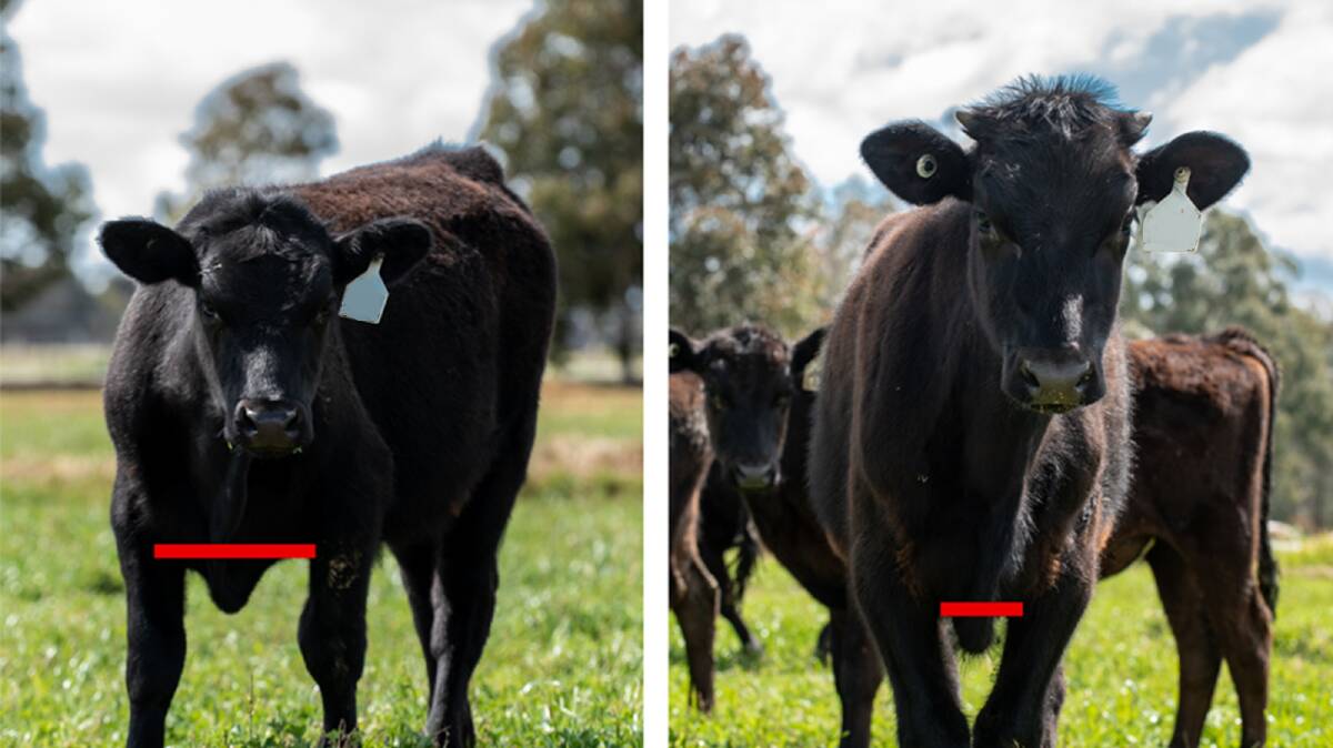 A high-quality beef on dairy animal (left) compared with an uneconomical crossbred animal (right). Picture supplied. 
