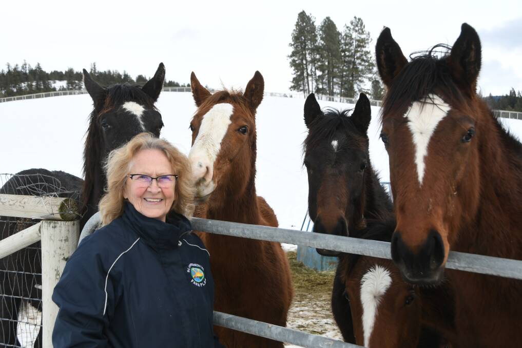 Stud principal Rae Fawcett, with the yearling fillies by Bakken, Value Plus, Second In Command, Shanghai Bobby, and two by Jersey Town in mid-winter snow conditions at Tod Mountain Thoroughbreds. Photo by Virginia Harvey.