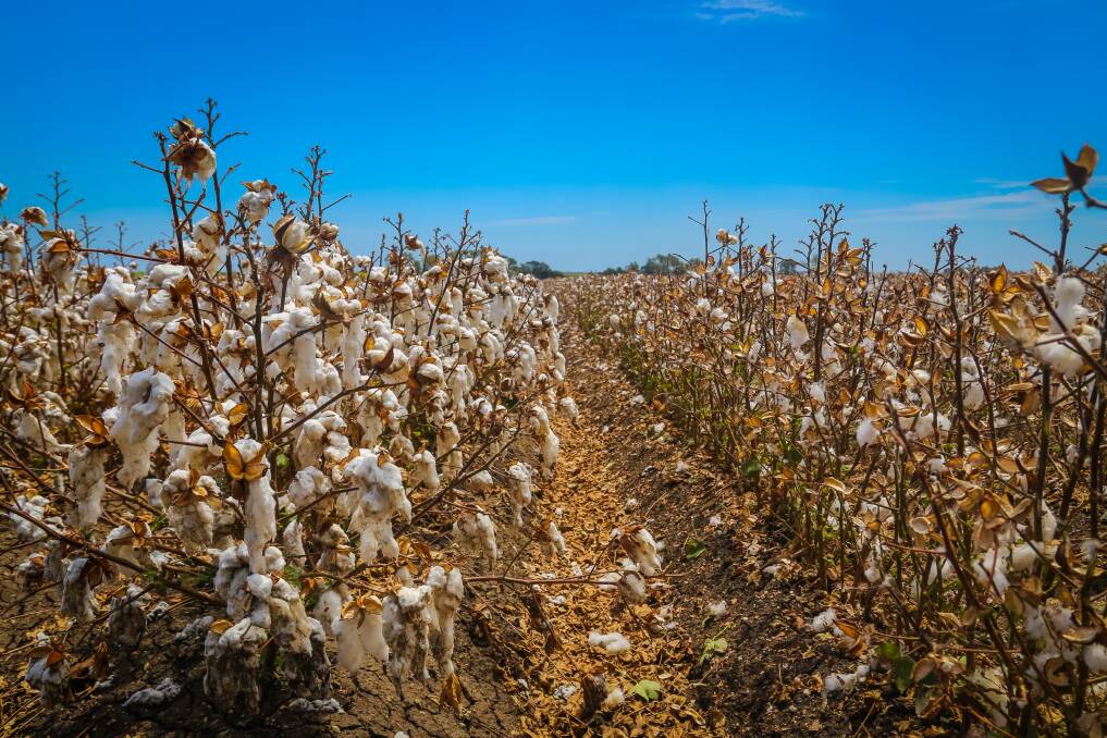 DBF is confident it will have a positive cash flow in the current quarter, with the cotton harvest under way. Photo: Kelly Butterworth