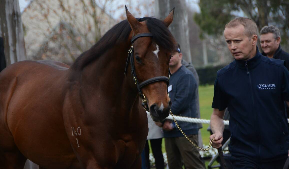 The sire of Yes Yes Yes, Rubic on parade with Gerry Ryan at Coolmore Stud, Jerry’s Plains. Yes Yes Yes goes into the Golden Slipper Stakes next start.