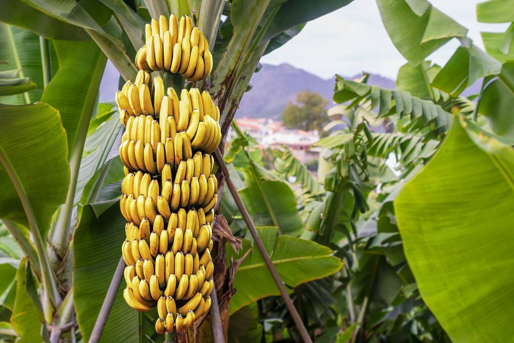 Papyrus Australia's factory in Egypt processes three banana trees a day, but Azer said that it had the capacity to increase that tenfold.