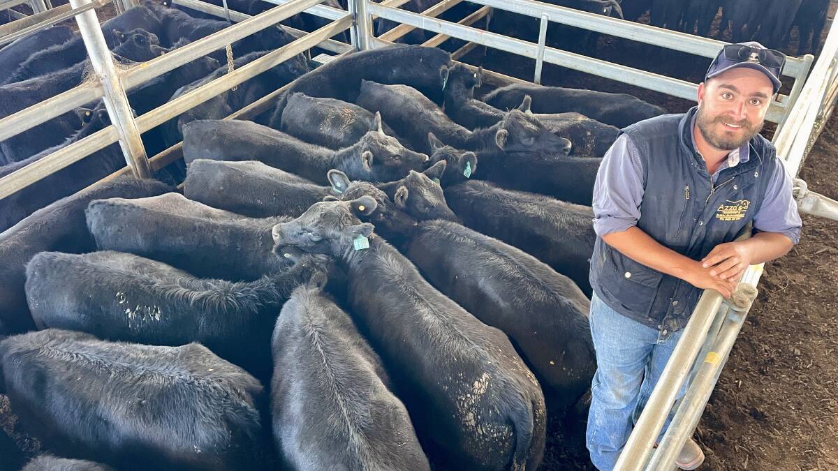 Nick Azzopardi, with the line of 18 yard weaned Angus/black Simmental heifers weighing 377kg that his mother Lillian Azzopardi, Applebrook, Crookwell, sold for $1290 a head. Picture by Hayley Warden