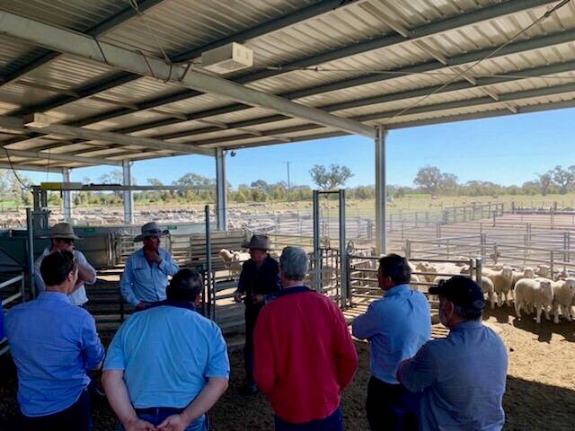 The tour group included representatives of SPA, WoolProducers Australia, Australian Meat Industry Council, who visited The Australian Lamb Company abattoir at Colac, a Shelford property using EID and Ballarat saleyards.